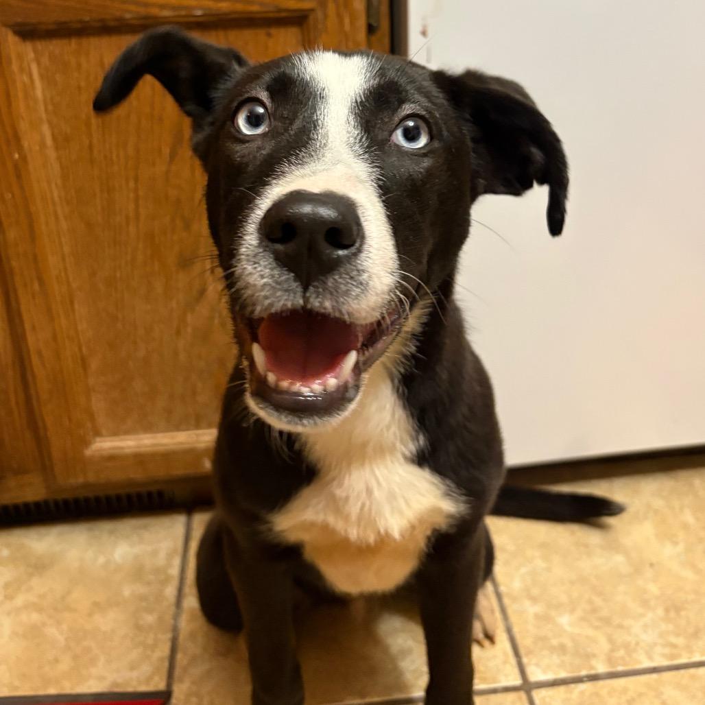 Enlarge Zola (previously Chanel), a Adoptable mixed breed in Muscatine, IA image 3/6