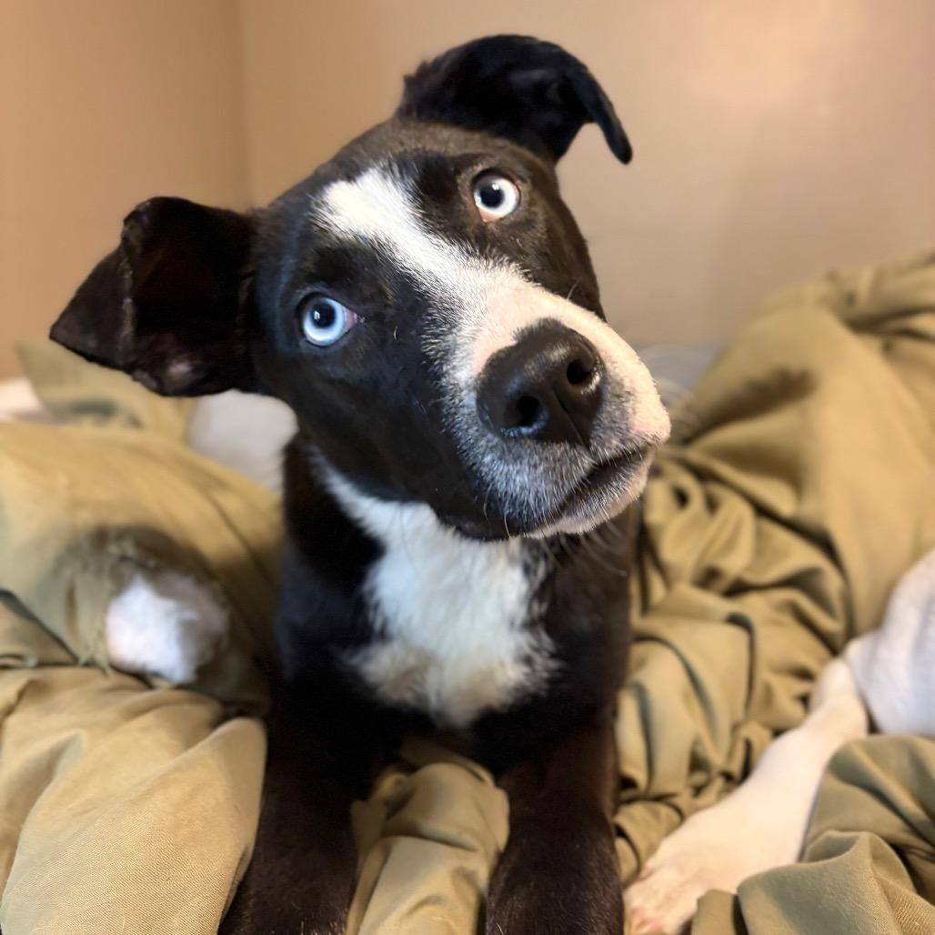 Enlarge Zola (previously Chanel), a Adoptable mixed breed in Muscatine, IA image 3/6