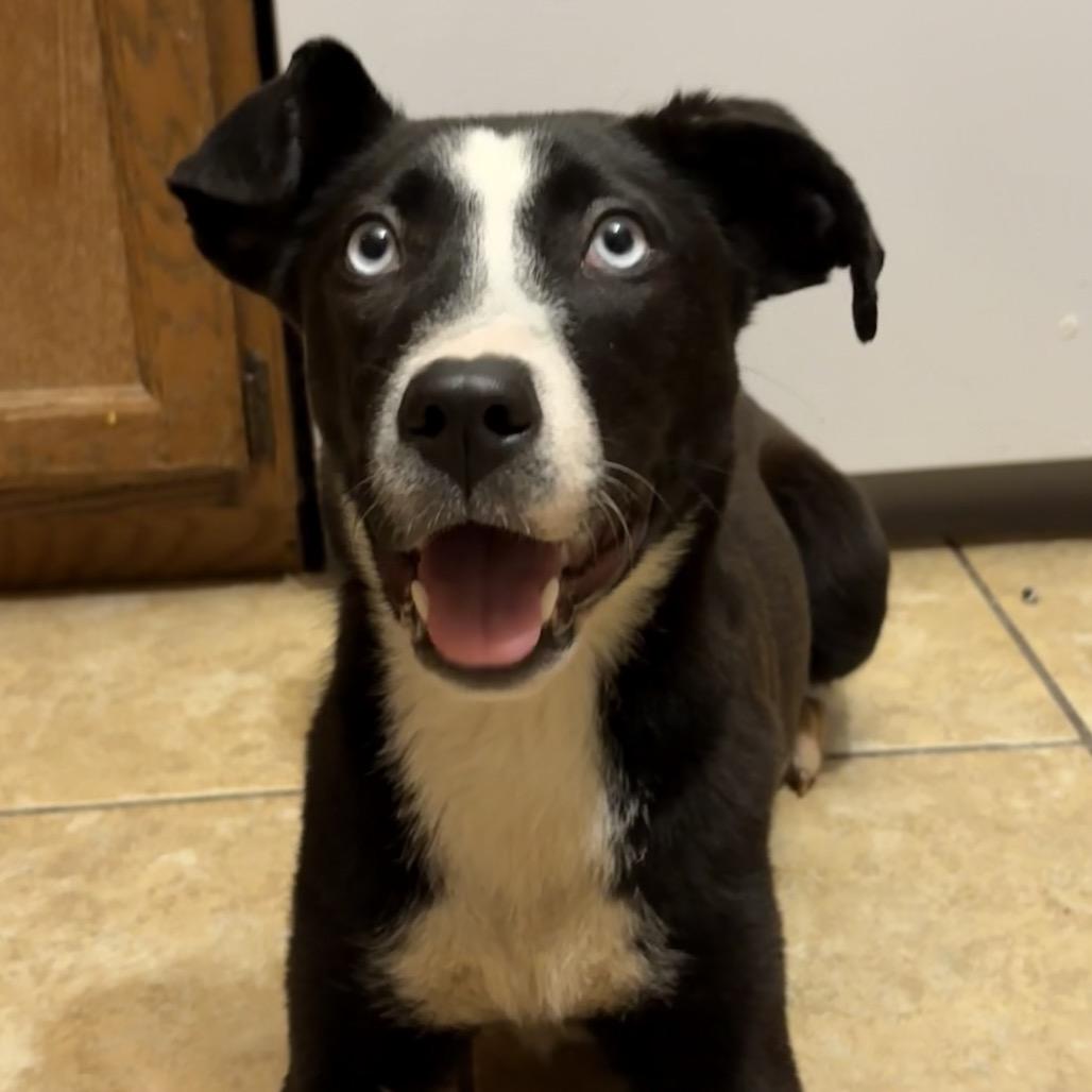 Enlarge Zola (previously Chanel), a Adoptable mixed breed in Muscatine, IA image 4/6