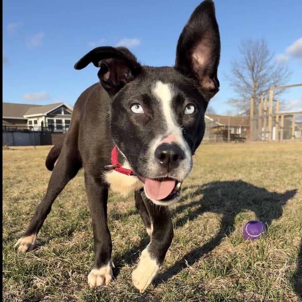 Zola (previously Chanel), a Adoptable mixed breed in Muscatine, IA image 5/6