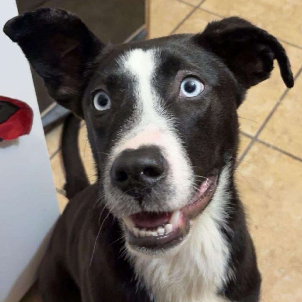 Enlarge Zola (previously Chanel), a Adoptable mixed breed in Muscatine, IA image 6/6