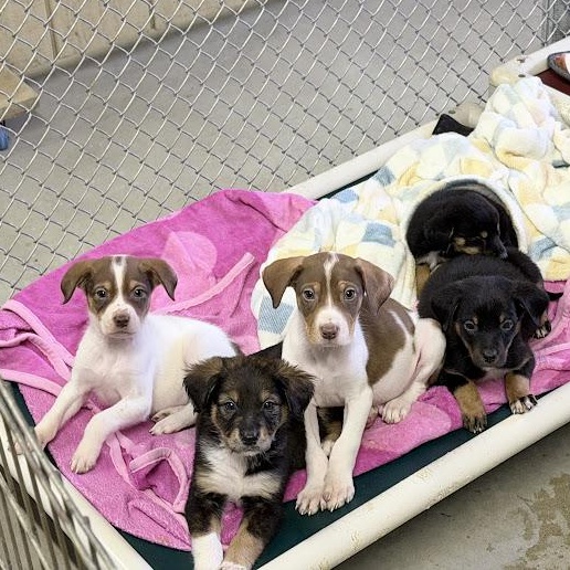 Enlarge Bora Bora, an adoptable mixed breed in Lake Odessa, MI image 4/5