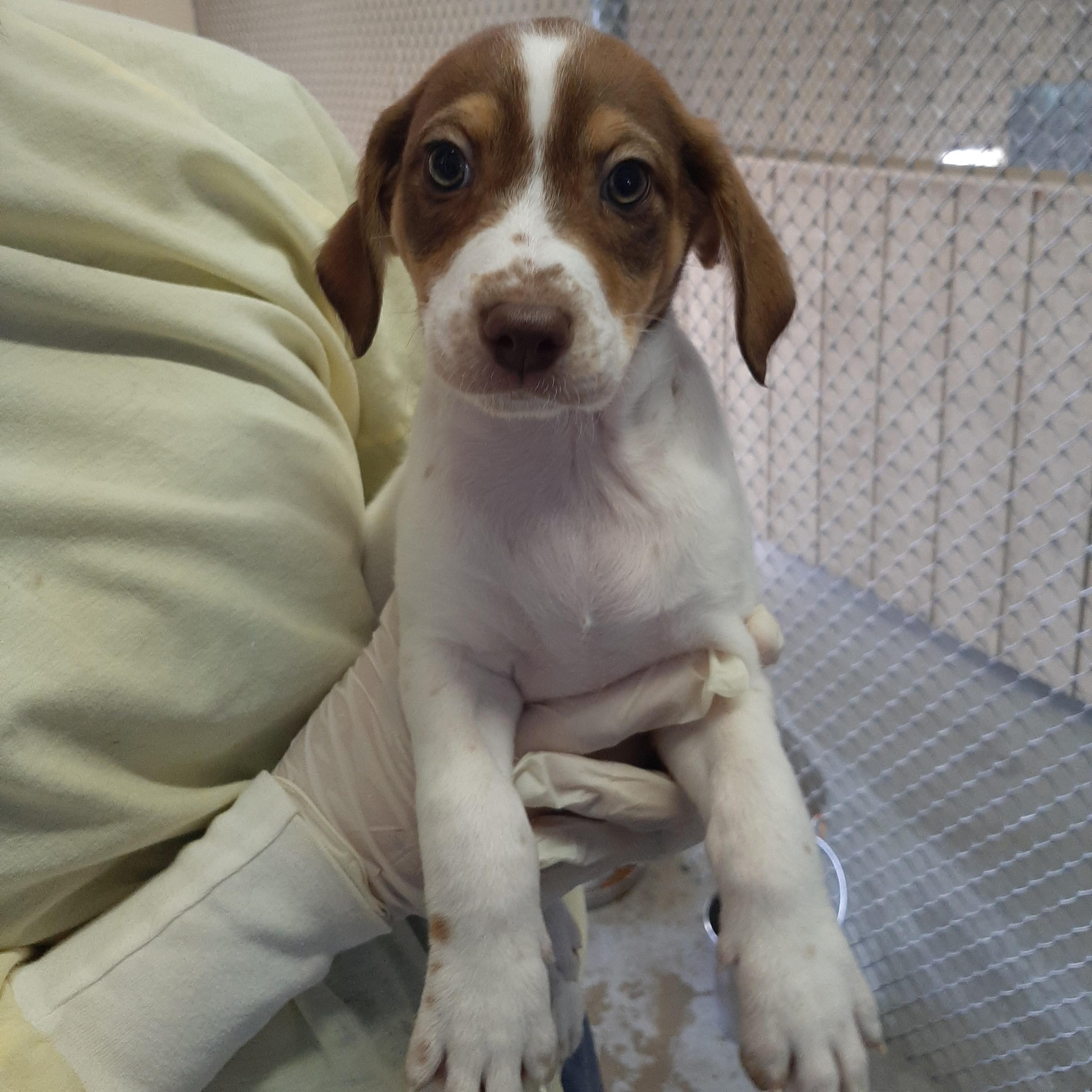 Enlarge Bora Bora, an adoptable mixed breed in Lake Odessa, MI image 2/5