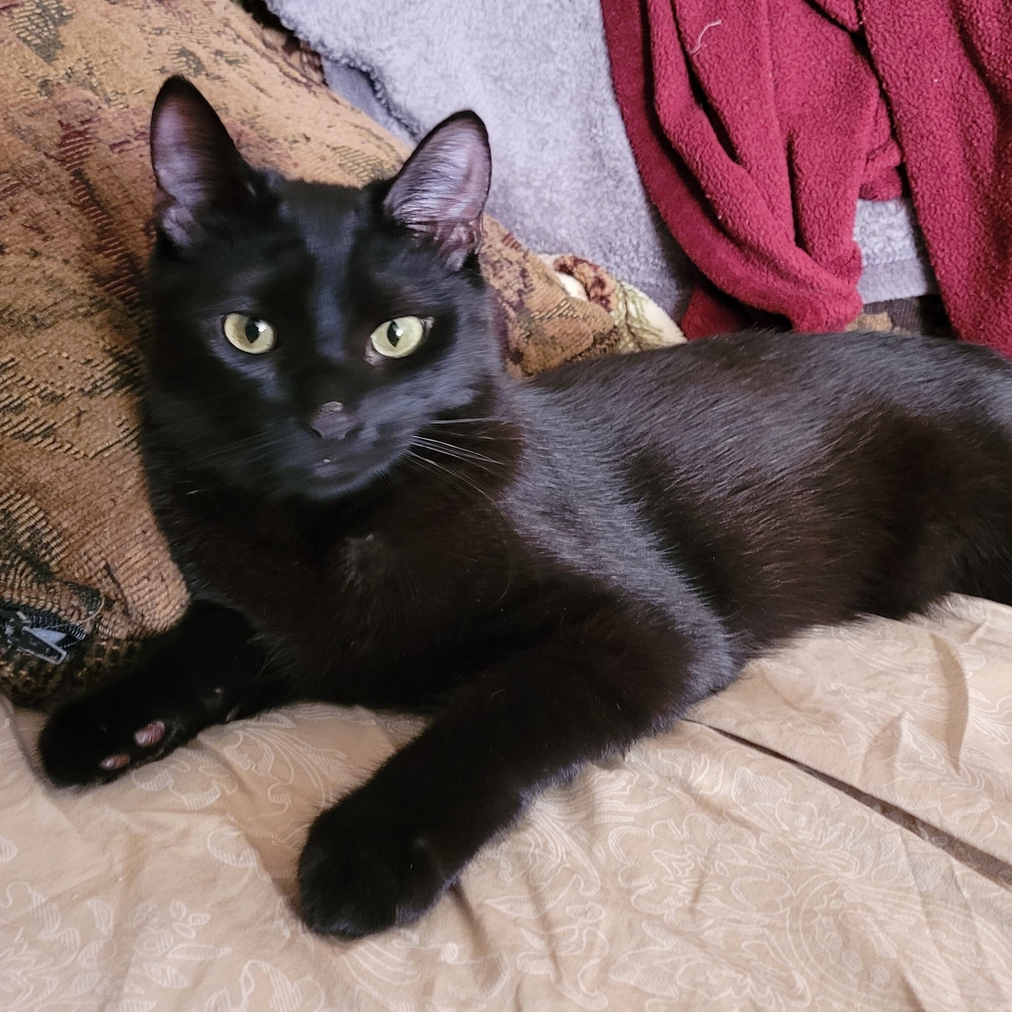 Enlarge Brody, a Adoptable American Shorthair in RIVERSIDE, CA image 1/3