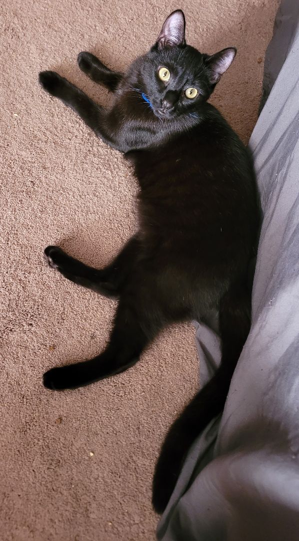 Enlarge Brody, a Adoptable American Shorthair in RIVERSIDE, CA image 2/3