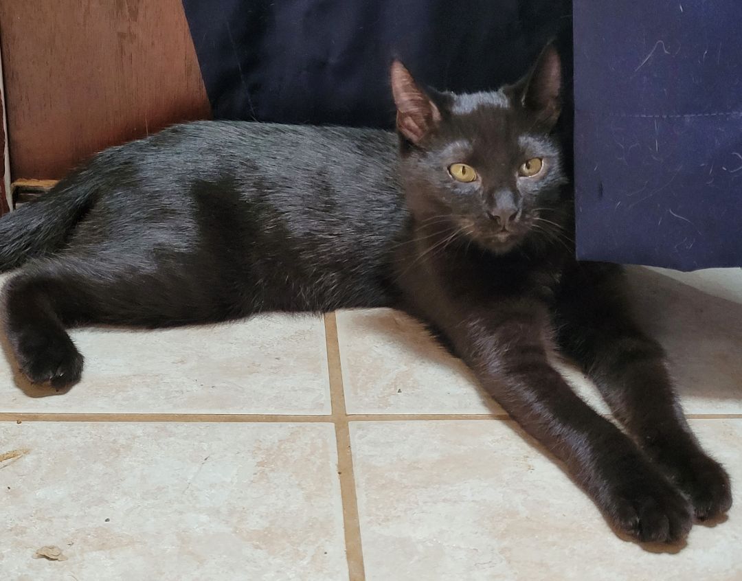 Enlarge Brody, a Adoptable American Shorthair in RIVERSIDE, CA image 3/3