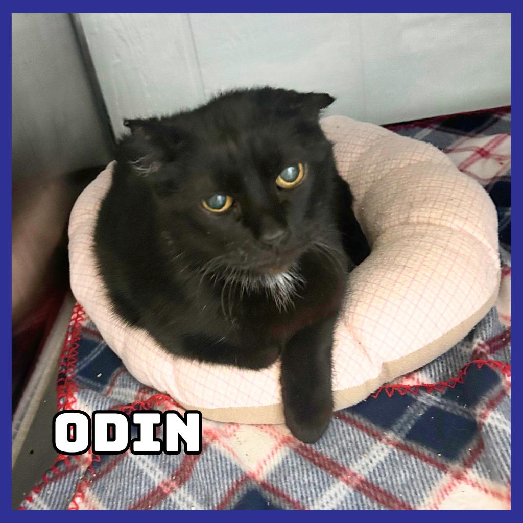 Odin, Adoptable, Senior Male Domestic Short Hair.