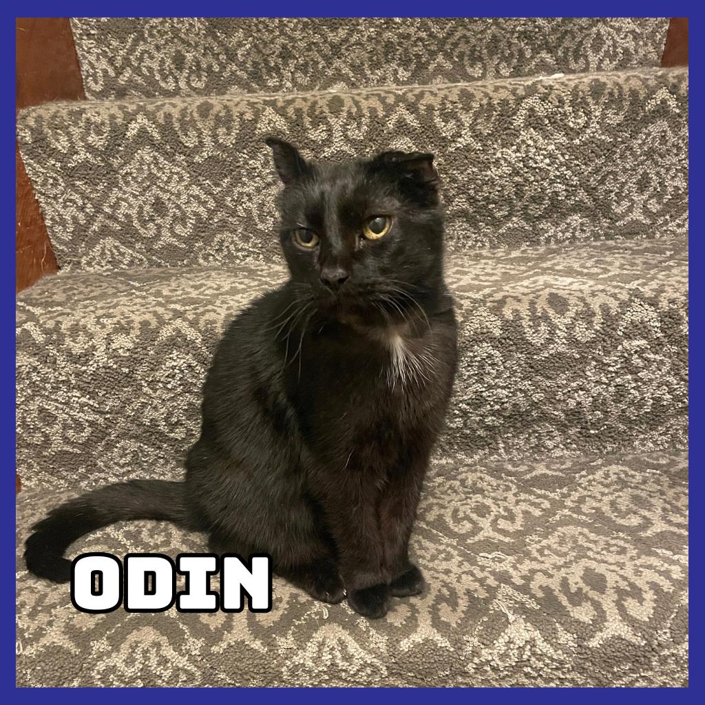 Odin, Adoptable, Senior Male Domestic Short Hair.