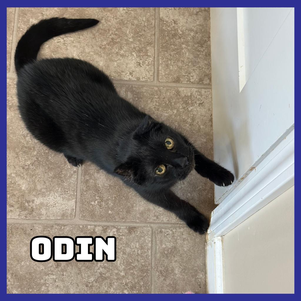 Enlarge Odin, a Adoptable Domestic Short Hair in Glenwood, MN image 2/2
