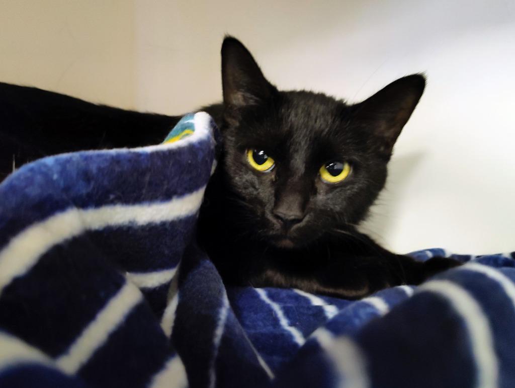 Enlarge Pudding, a Adoptable mixed breed in Grand Forks, ND image 1/1