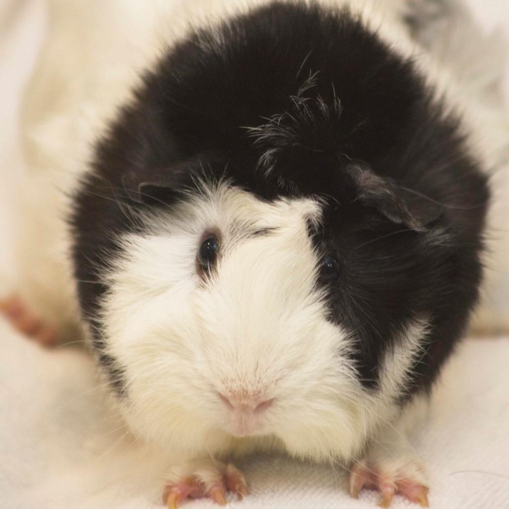 Wednesday, Adoptable, Adult Female Guinea Pig.