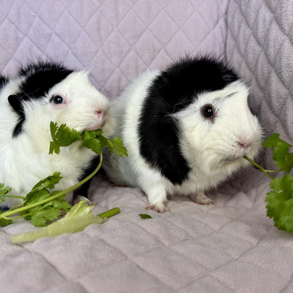 Wednesday, a Adoptable Guinea Pig in Miami, FL image 1/6