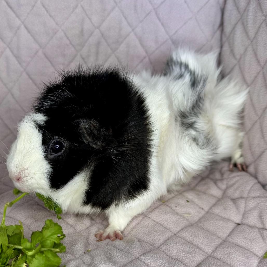 Wednesday, a Adoptable Guinea Pig in Miami, FL image 2/6
