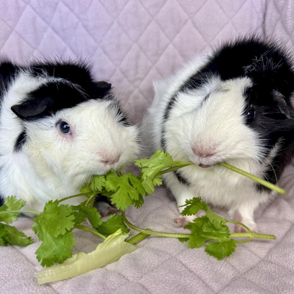 Wednesday, a Adoptable Guinea Pig in Miami, FL image 3/6