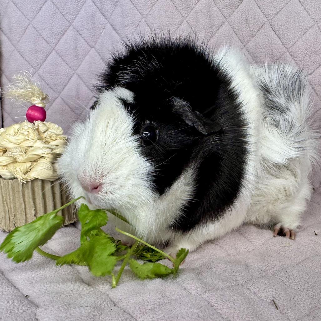 Wednesday, a Adoptable Guinea Pig in Miami, FL image 5/6