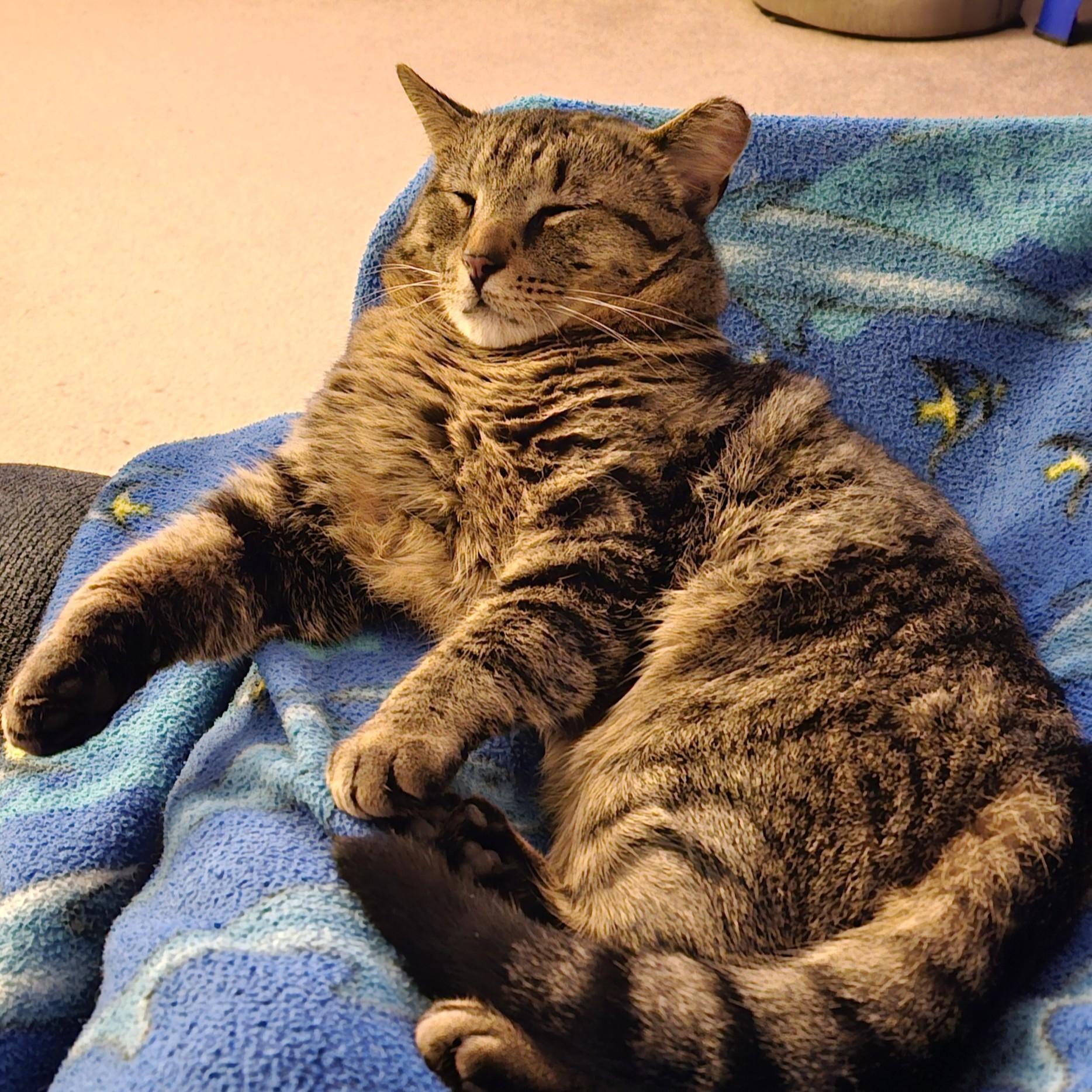 Enlarge Scooter Courtesy Listing, a ADOPTABLE Domestic Short Hair in Midland, MI image 5/5