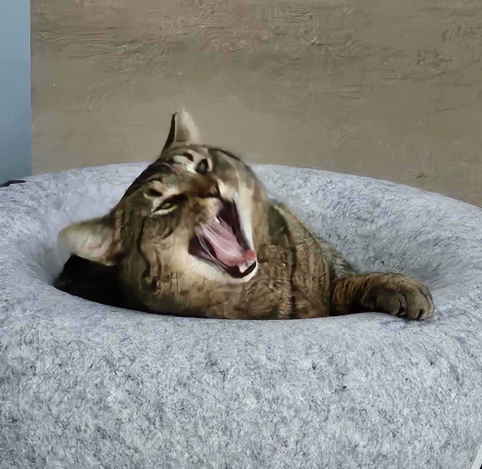 Enlarge Scooter Courtesy Listing, a ADOPTABLE Domestic Short Hair in Midland, MI image 3/5