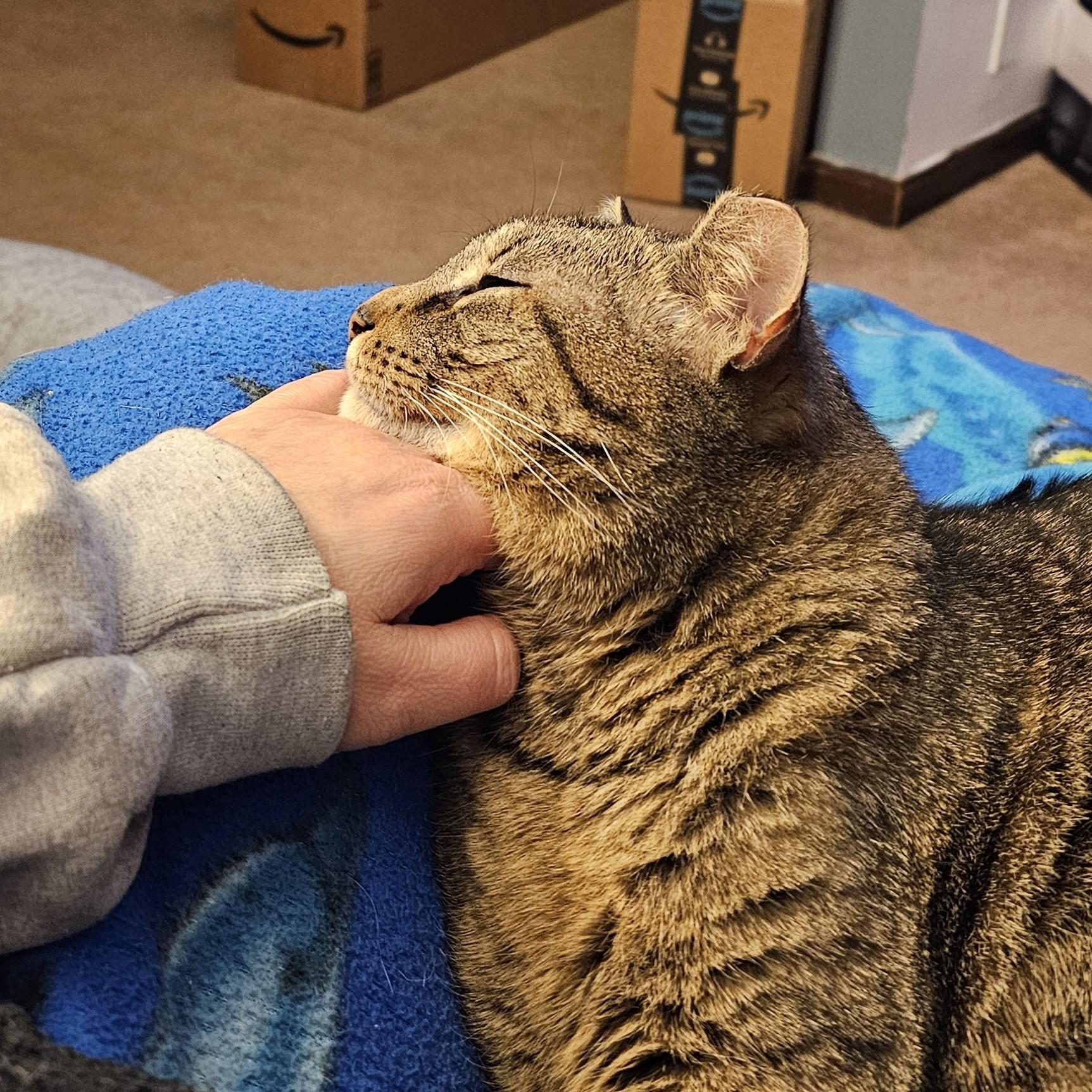 Enlarge Scooter Courtesy Listing, a ADOPTABLE Domestic Short Hair in Midland, MI image 2/5