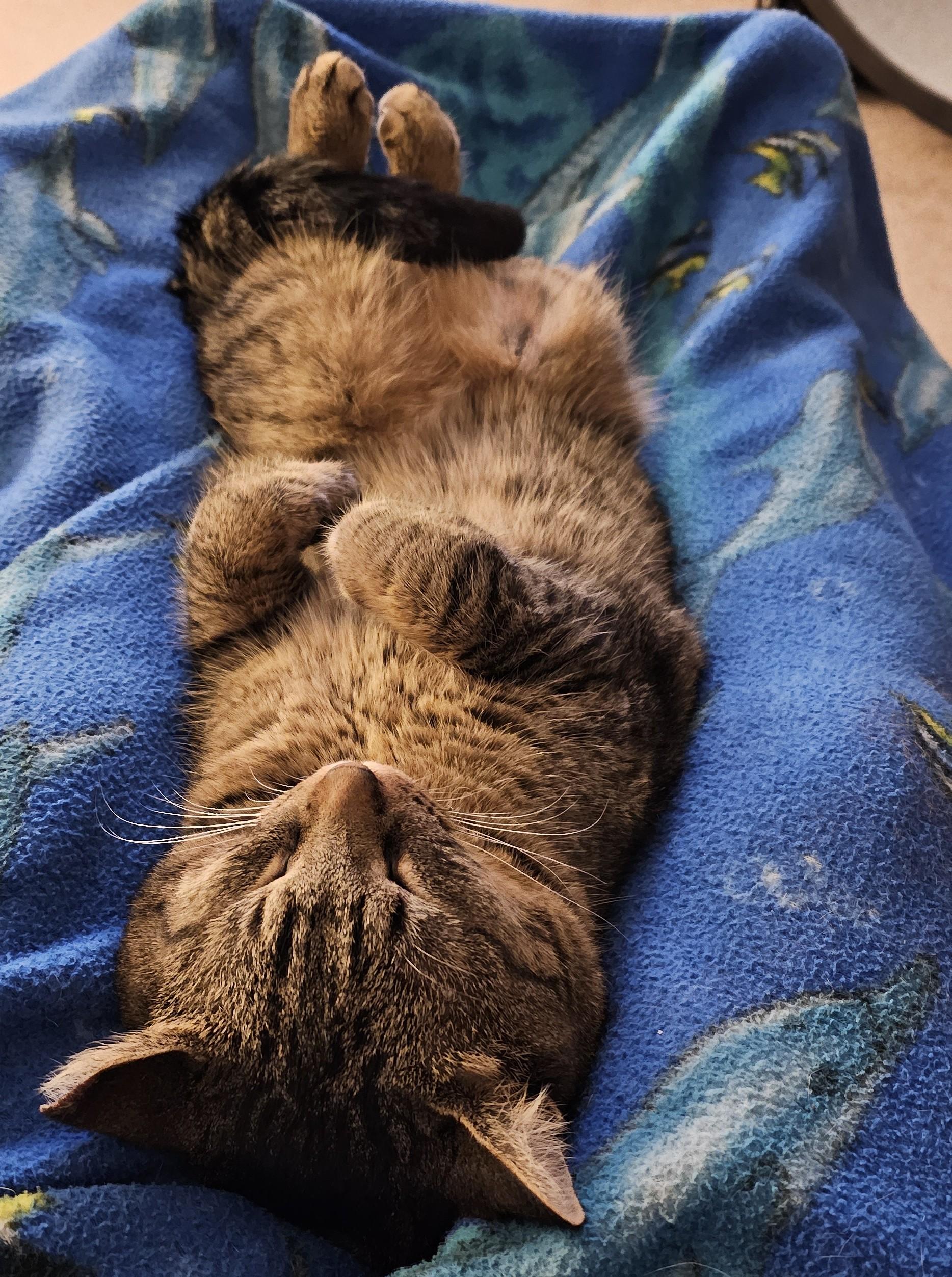 Enlarge Scooter Courtesy Listing, a ADOPTABLE Domestic Short Hair in Midland, MI image 4/5