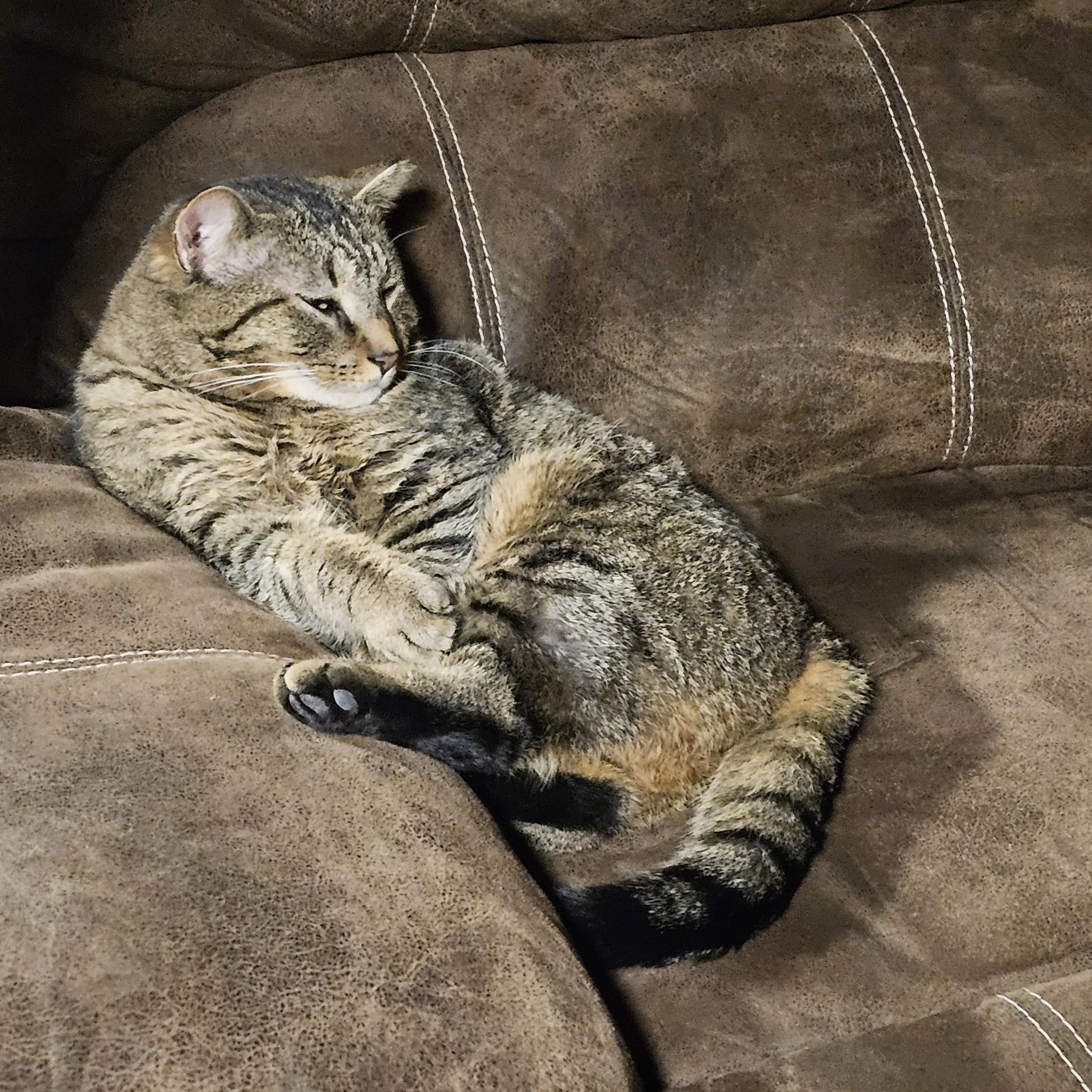 Scooter Courtesy Listing, ADOPTABLE, Adult Male Domestic Short Hair.