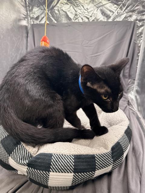 Enlarge WILSON, a Adoptable Domestic Short Hair in Appling, GA image 1/1