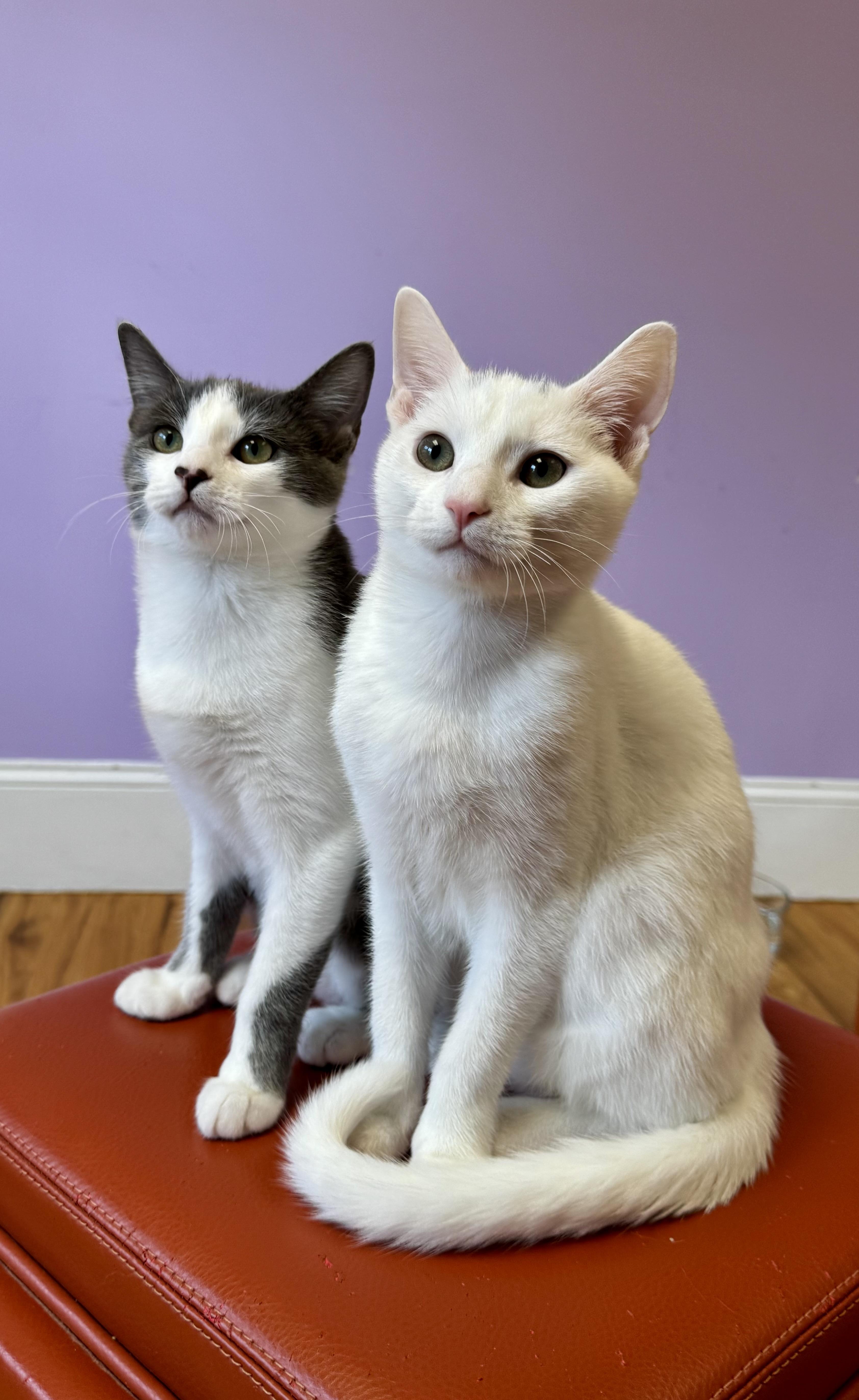 FROST & ASH Brother & Sister