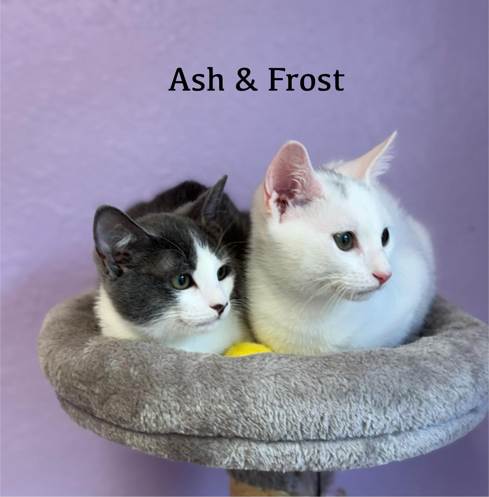 Frost & Ash -