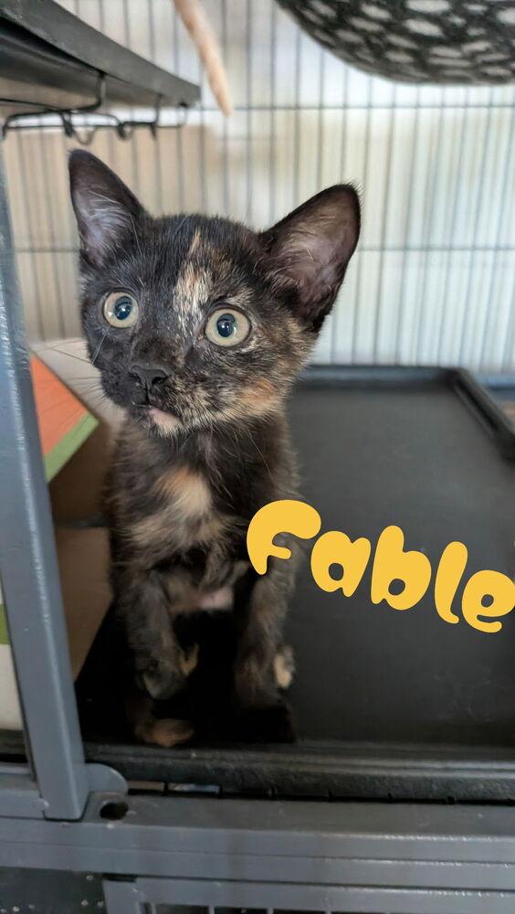 Fable photo