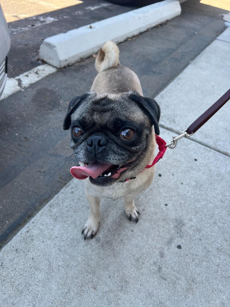 Teddy, Adoptable, Adult Male Pug.