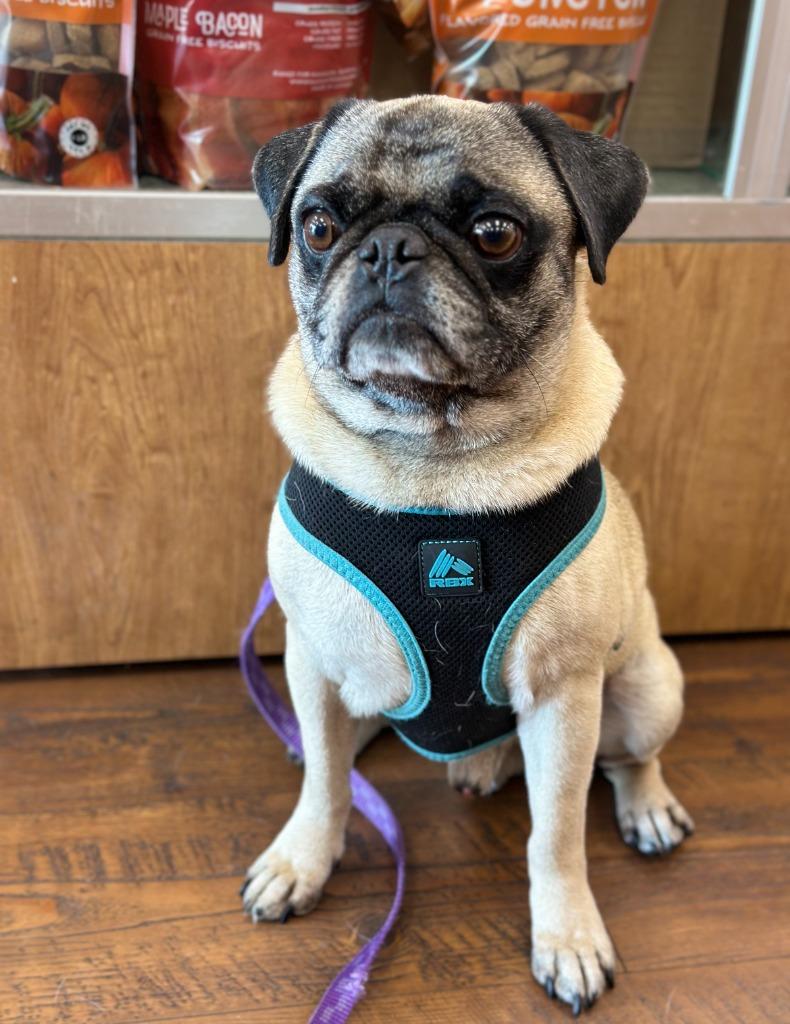 Teddy, a Adoptable Pug in El Cajon, CA image 2/2