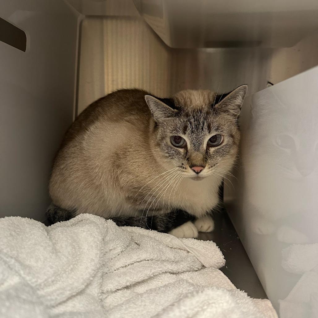 Tsing, Adoptable, Senior Female Siamese & Mixed Breed.