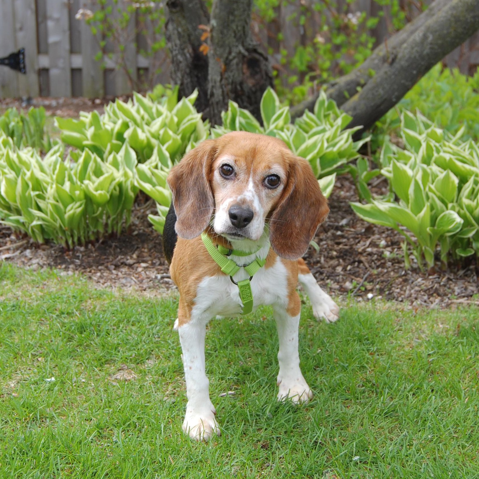 Dibbles, a Adopted Beagle in Libertyville, IL image 5/5