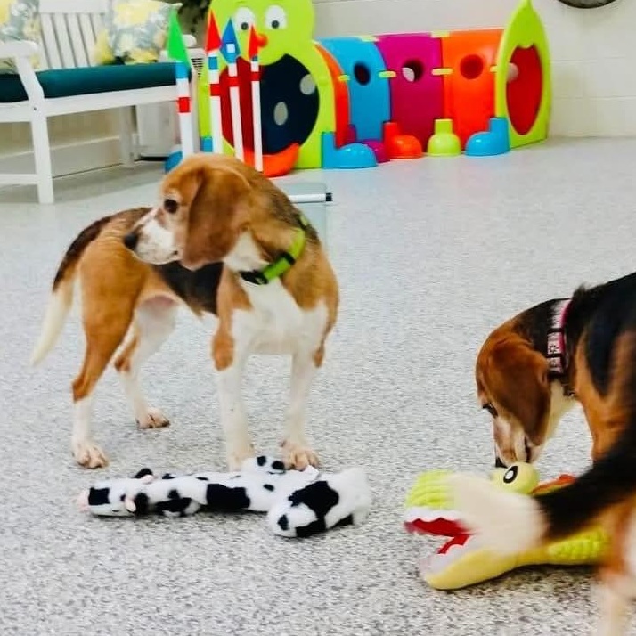 Dibbles, a Adopted Beagle in Libertyville, IL image 2/5