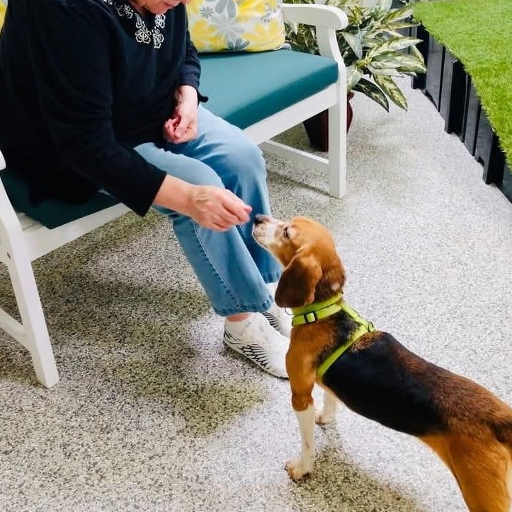 Dibbles, a Adopted Beagle in Libertyville, IL image 3/5