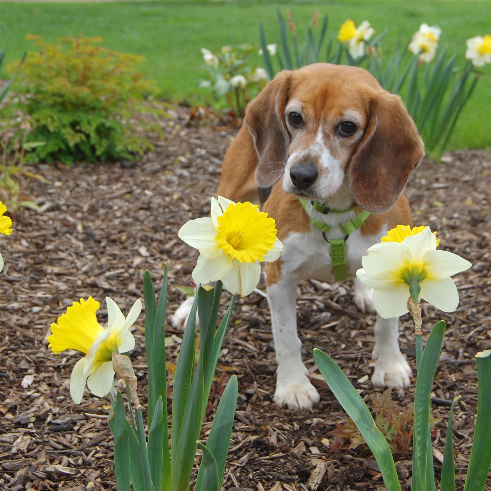 Dibbles, a Adopted Beagle in Libertyville, IL image 1/5