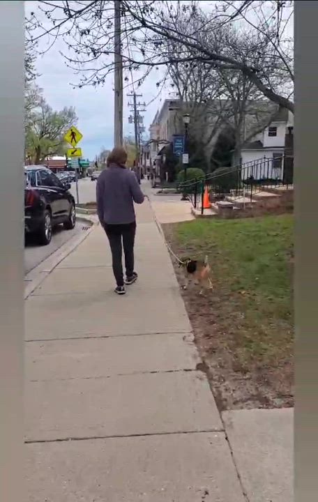 Enlarge Dibbles, a Adopted Beagle in Libertyville, IL video 4/5