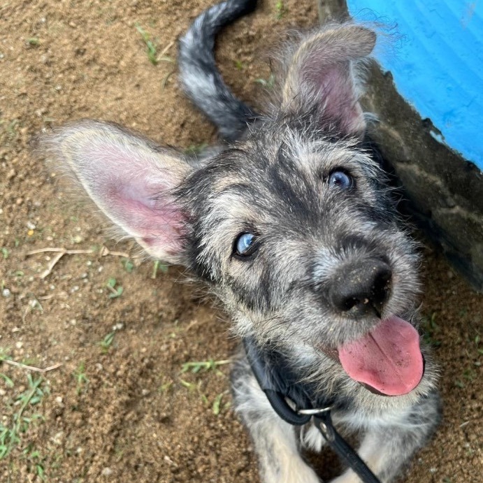 Zu zu, Adopted, Puppy Male Schnauzer & Siberian Husky.