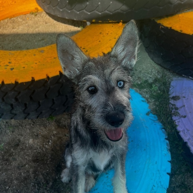 Enlarge Zu zu, a Adopted mixed breed in Tobyhanna , PA image 2/6