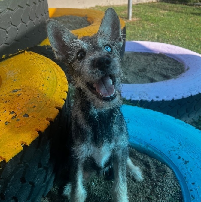 Enlarge Zu zu, a Adopted mixed breed in Tobyhanna , PA image 3/6