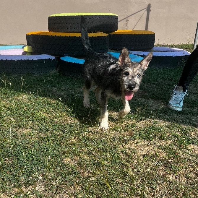 Enlarge Zu zu, a Adopted mixed breed in Tobyhanna , PA image 5/6