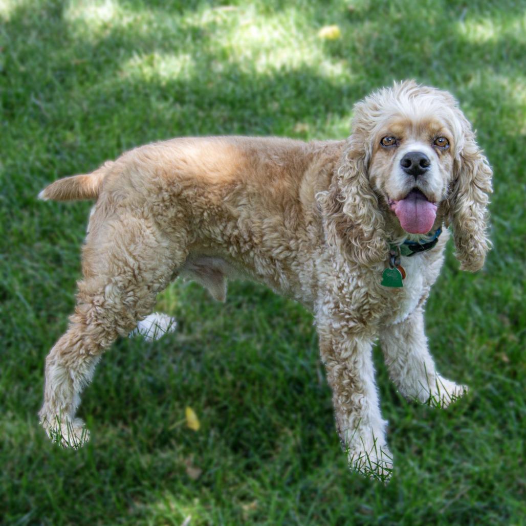 Enlarge Henry, a Adoptable Cocker Spaniel in Wichita, KS image 1/6