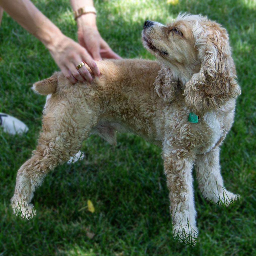 Enlarge Henry, a Adoptable Cocker Spaniel in Wichita, KS image 2/6