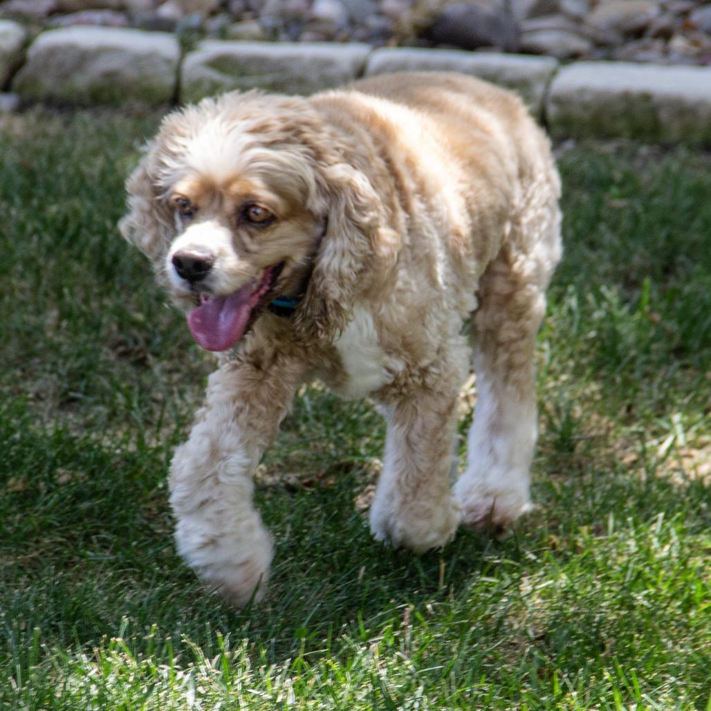 Enlarge Henry, a Adoptable Cocker Spaniel in Wichita, KS image 3/6