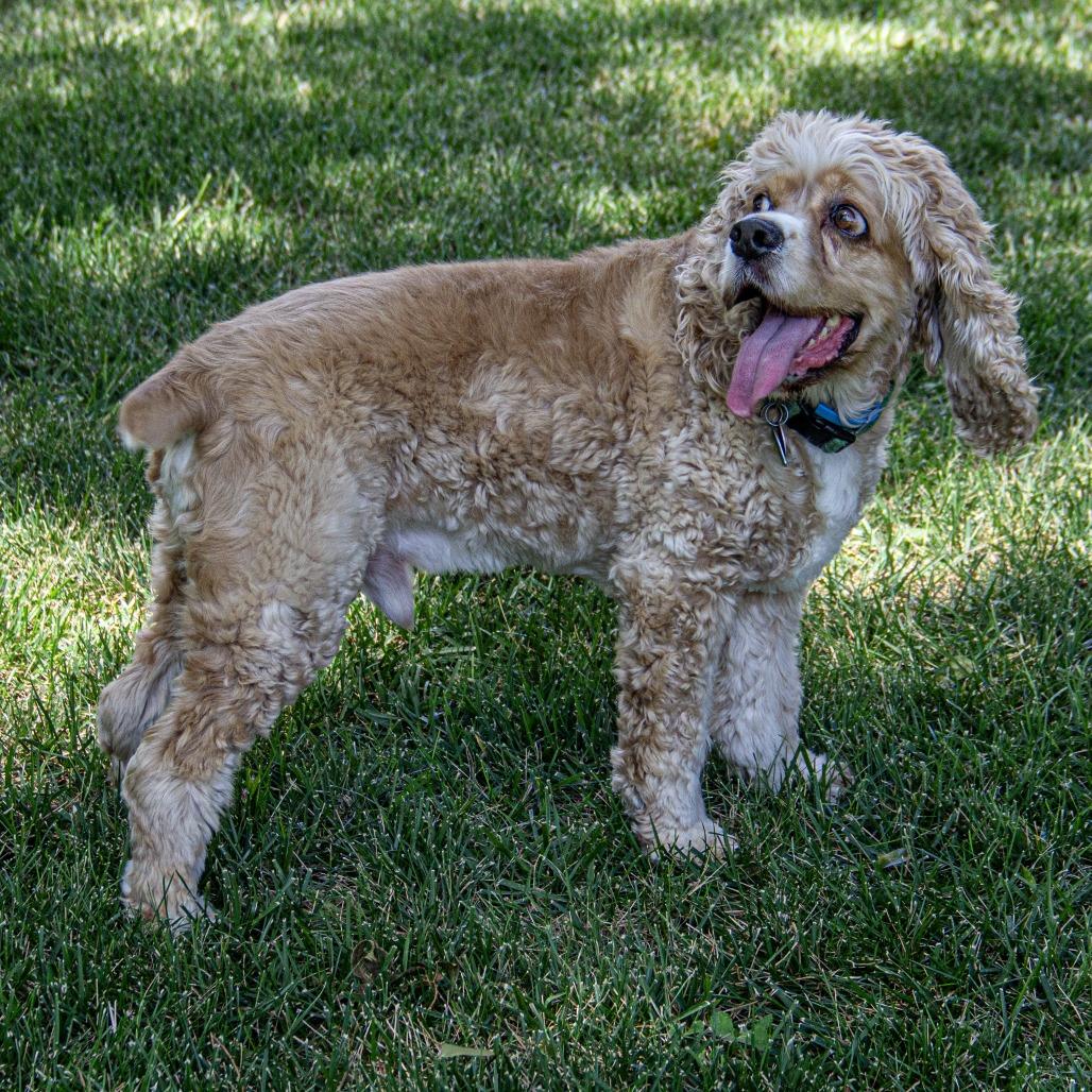 Enlarge Henry, a Adoptable Cocker Spaniel in Wichita, KS image 4/6