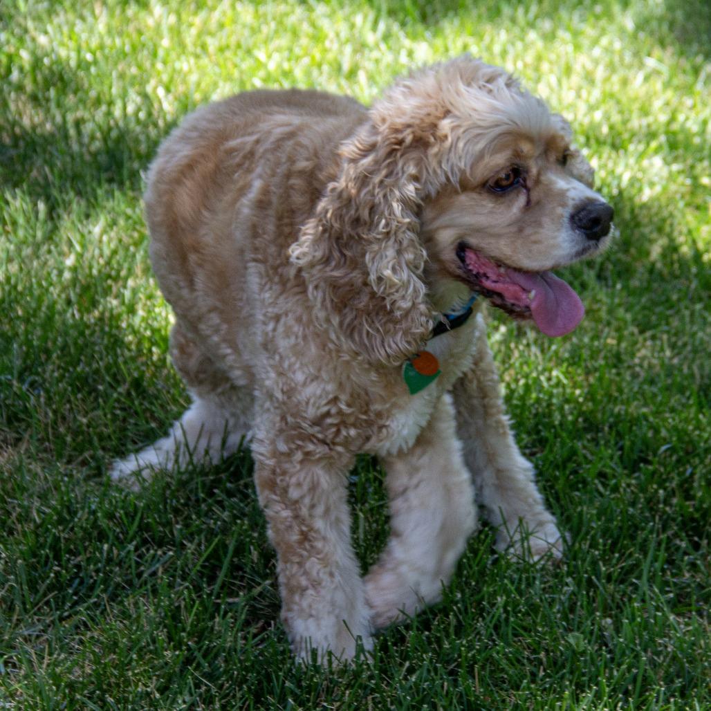 Enlarge Henry, a Adoptable Cocker Spaniel in Wichita, KS image 5/6