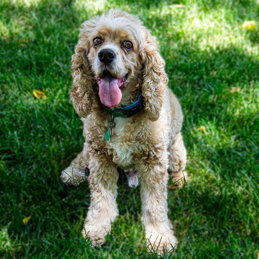 Enlarge Henry, a Adoptable Cocker Spaniel in Wichita, KS image 6/6