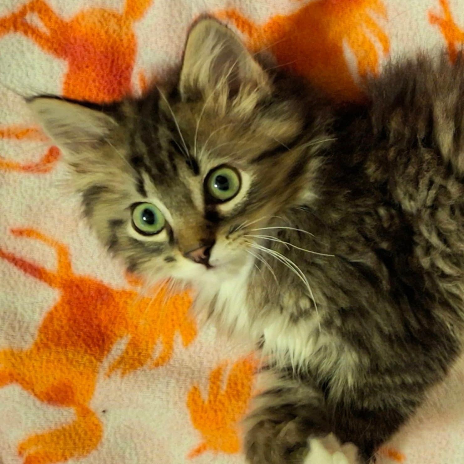 Mr.Stripey