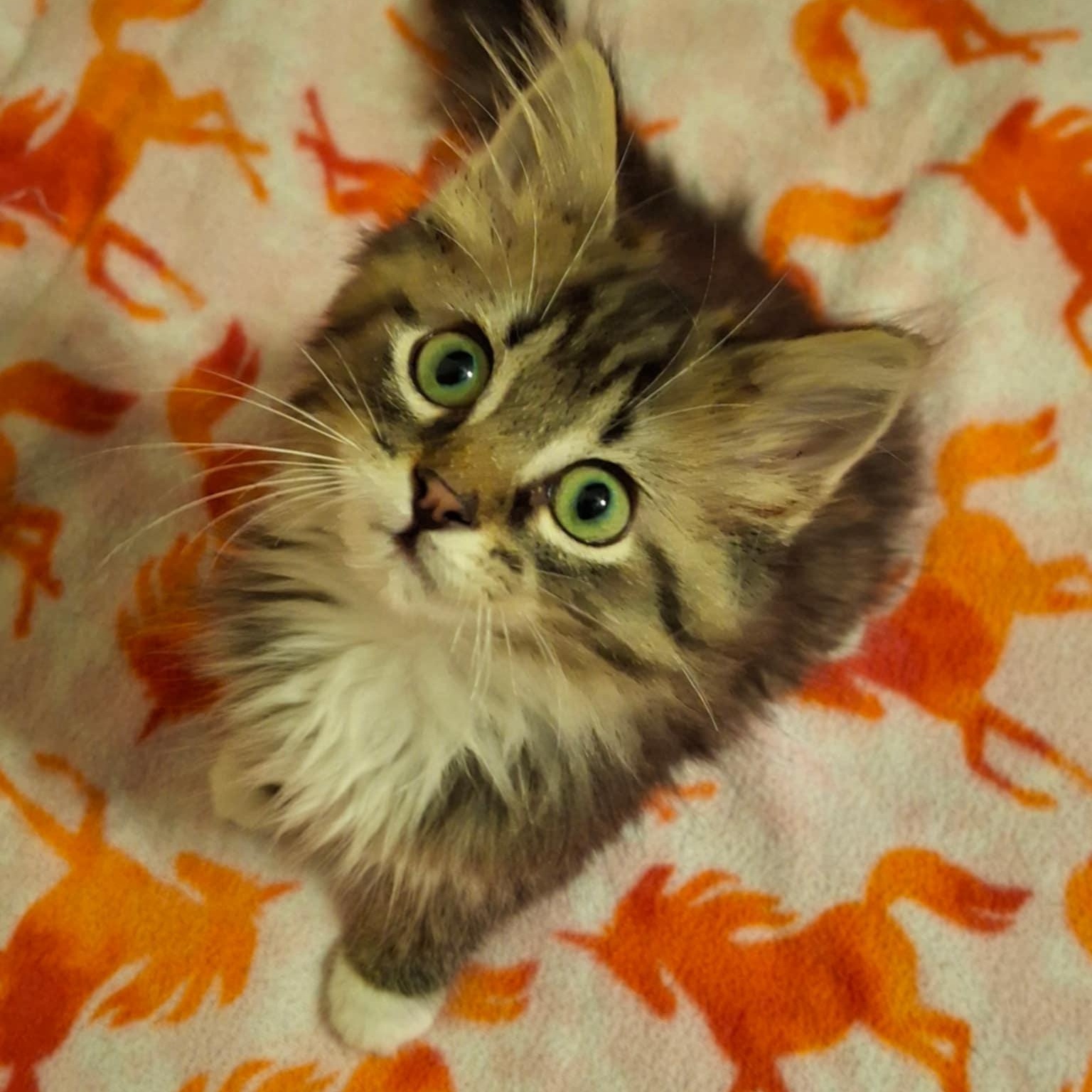 Mr.Stripey
