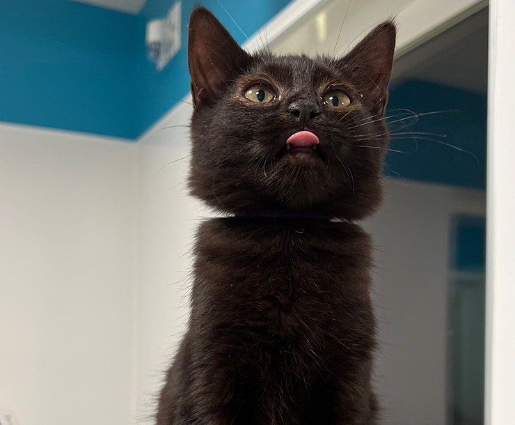 Enlarge Bordeaux, a Adopted Domestic Short Hair in Sultan, WA image 1/2