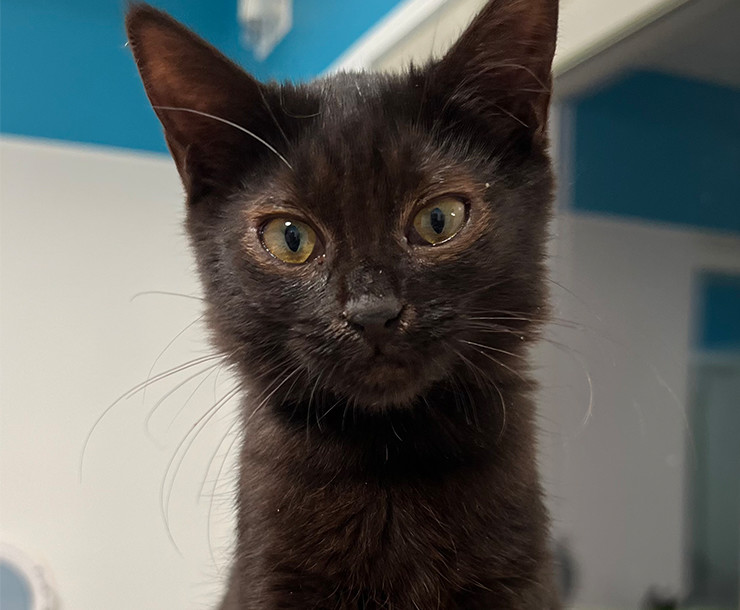 Enlarge Bordeaux, a Adopted Domestic Short Hair in Sultan, WA image 2/2